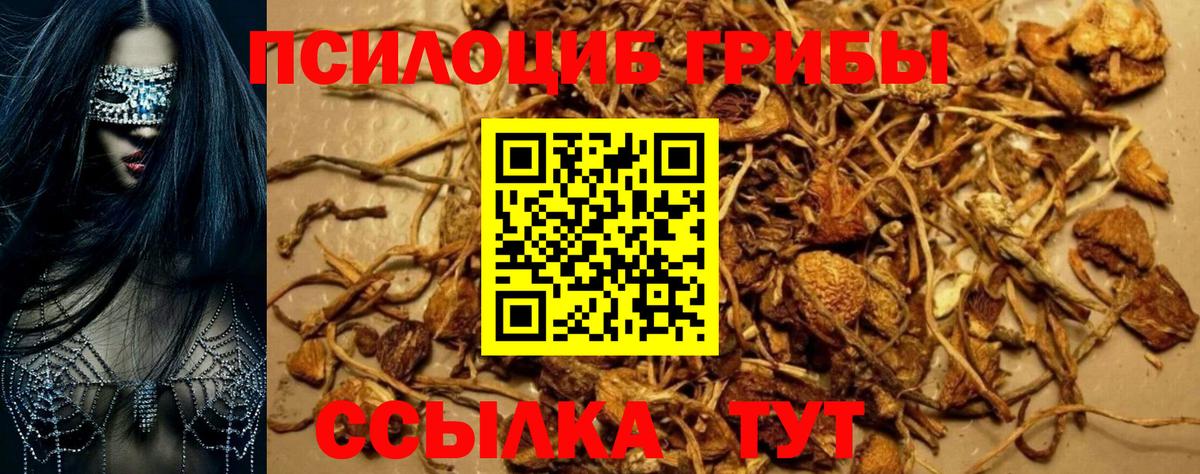 Псилоцибиновые грибы прущие грибы  как найти закладки  Алексин  Вход с VPN 